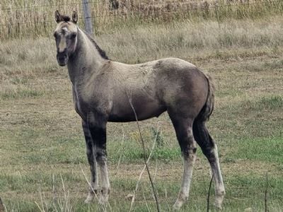 Bluestem Kansas JW<BR>AQHA PENDING